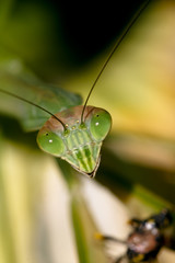 Common praying Mantids