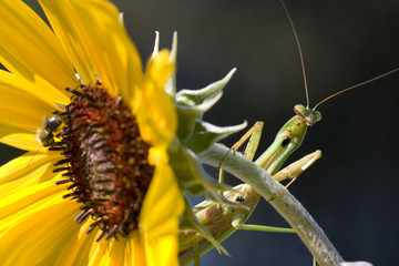 Common praying Mantids