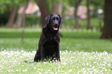 chien noir dans champ de fleurs blanches