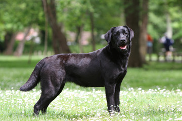 chien noir en promenade