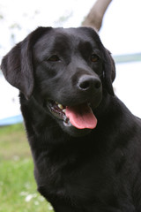 tête de labrador noir