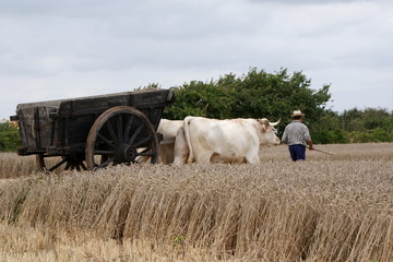 Obraz premium L'homme et l'animal