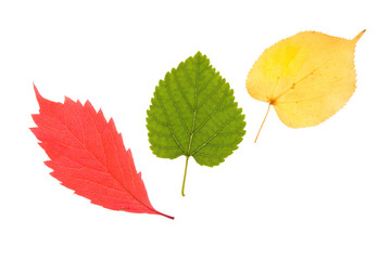various autumn leaves isolated on white background