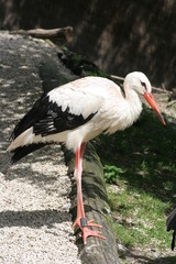 Storch 2