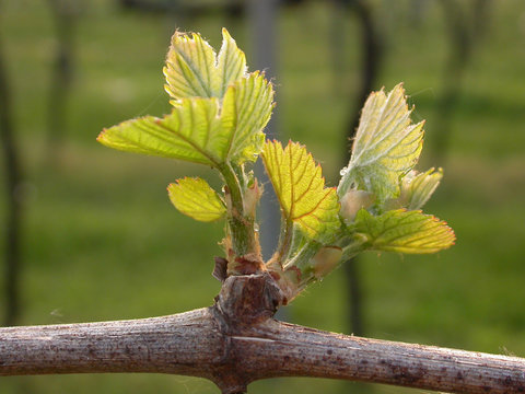 Germoglio della vigna