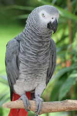 Graupapagei 4