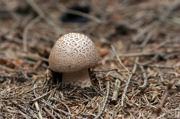 sacred mushroom - blusher