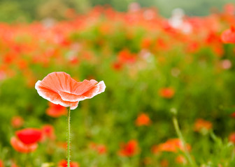Orange poppy isolated in a field of poppies