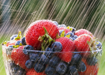 Berries in the rain