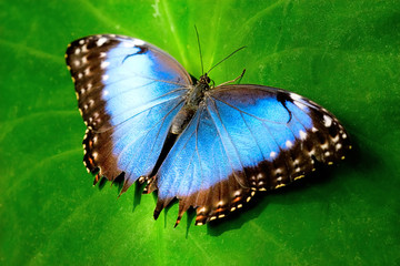 Blue butterfly on green leaf