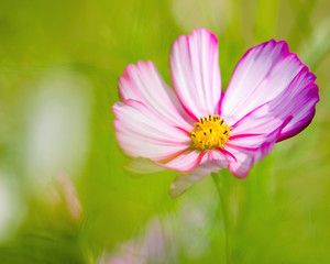 Cosmo Flower