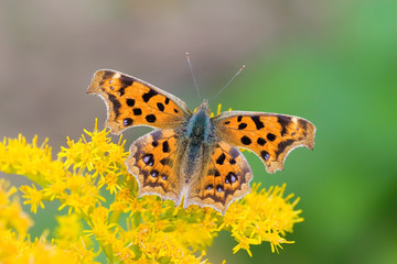 Butterfly on yellow flower