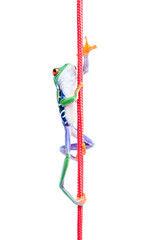 red-eyed tree frog (Agalychnis callidryas) climbing up a rope