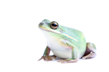 fat green tree frog - closeup, isolated on white