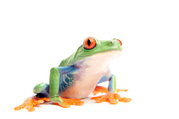 frog closeup isolated on white - a red-eyed tree frog