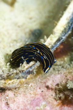 Navanax inermis