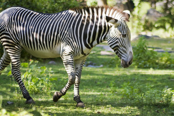 Fototapeta na wymiar A zebra grazing on the green grass.