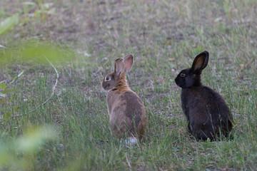 Two rabbits sitting in a small field.