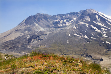 Wildflowers Caldera Mount Saint Helens National Park Washington