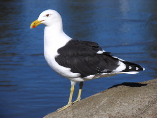 Seagull