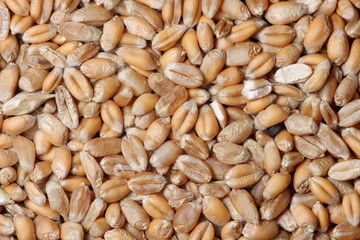 Wheat grain background texture
