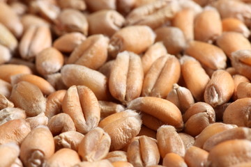 Wheat grain background texture