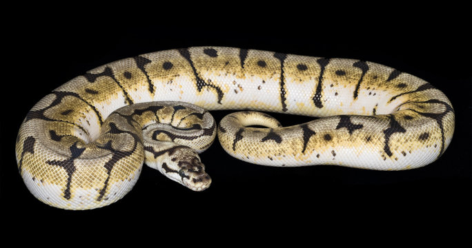 Bumble Bee Ball Python