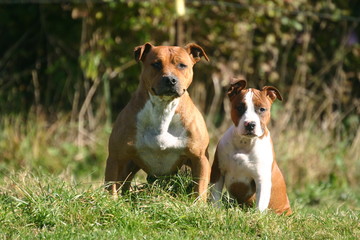 american staffordshire terrier