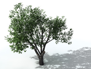 elm-tree