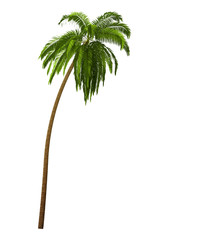 palm tree