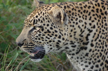Leopard in Sabi Sands, Kruger, SA
