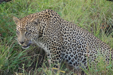 Fototapeta na wymiar Leopard in Sabi Sands, Kruger, SA