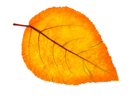 Yellow leaf