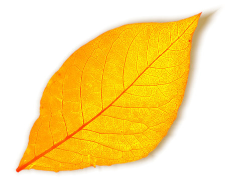 Yellow leaf