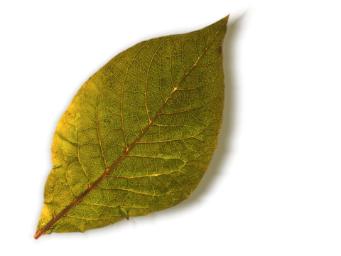 Green leaf