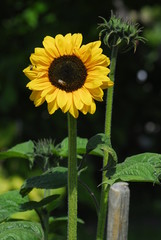 Kleine Sonnenblume ganz groß