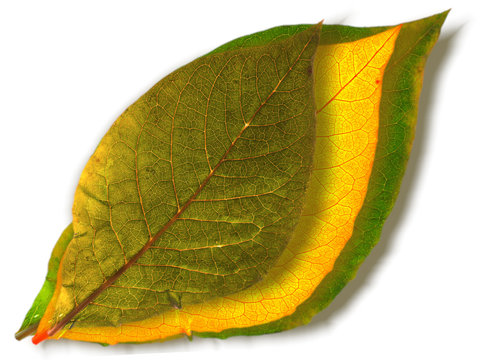 Green and yellow leaves
