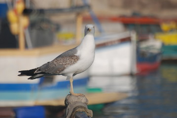 oiseau de mer