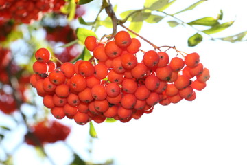 Bright rowan berries on a tree