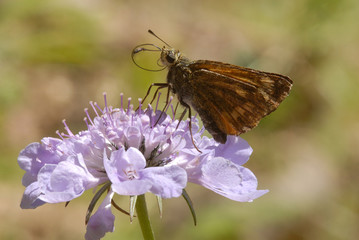 mariposa