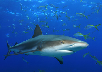 Shark with snappers in background
