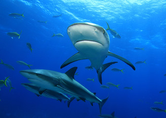 Obraz na płótnie Canvas Sharks