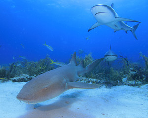 Obraz premium Nurse Shark and Reef Sharks