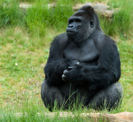 close-up of a big male gorilla