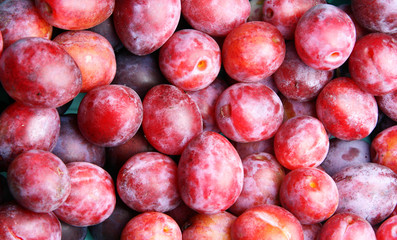 Lots red ripe plums, may be used as background