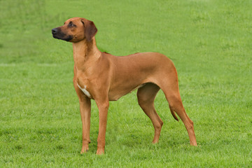 Rhodesian Ridgeback