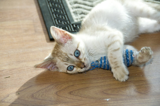 A snowy bengal kitten playing with a toy on the floor