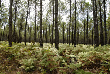 forêt landaise 4