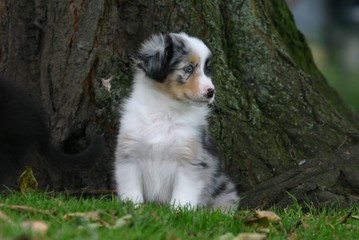 Obraz premium un chiot berger australien devant un arbre