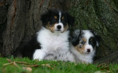duo de chiots berger australien